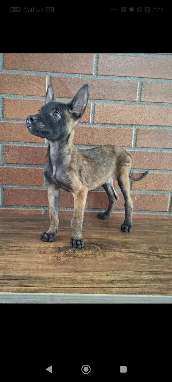 دو تا توله مالینیوز با کیفیت فوق العاده|سگ|زرگرشهر, |دیوار