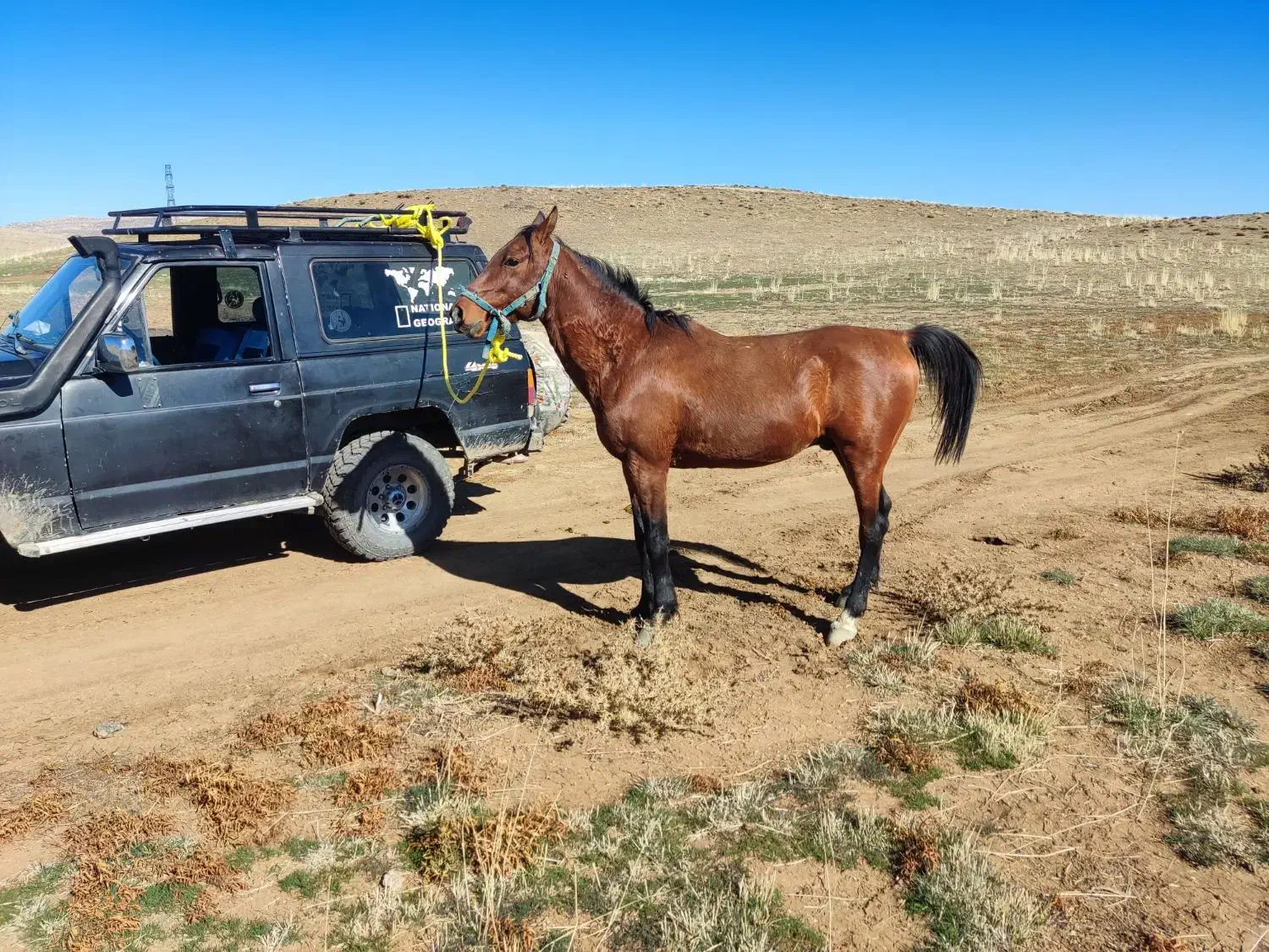 فروش اسب نریان رنگ کهر زانو سیاه درشور|اسب و تجهیزات اسبسواری|شیراز, قلات|دیوار