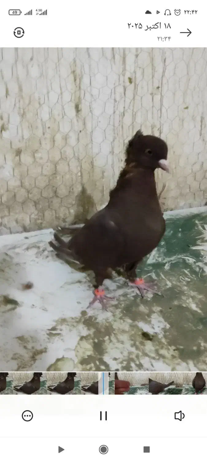 ماده سرخ دم سفید|پرنده|فرح دشت, |دیوار