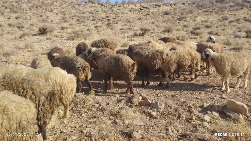 میش ترکی بختیاری|حیوانات مزرعه|ارژن, |دیوار