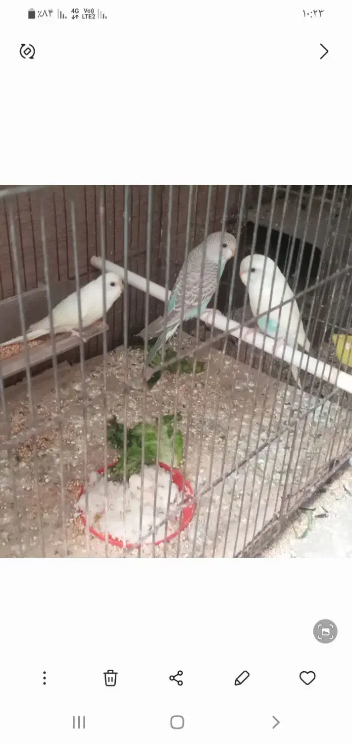 مرغ عشق|پرنده|علی‌آباد کتول, |دیوار