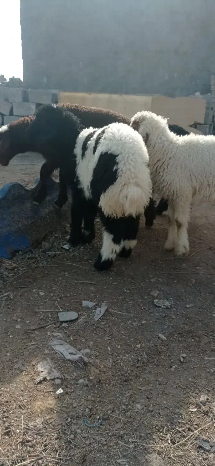 بره نر چاق چاق|حیوانات مزرعه|اهواز, منازل کارون|دیوار