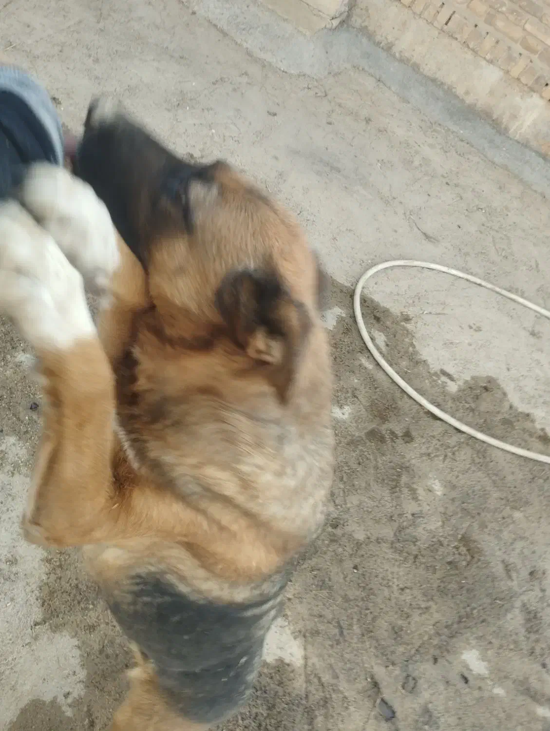 واگذاری سگ|سگ|شیراز, باجگاه|دیوار