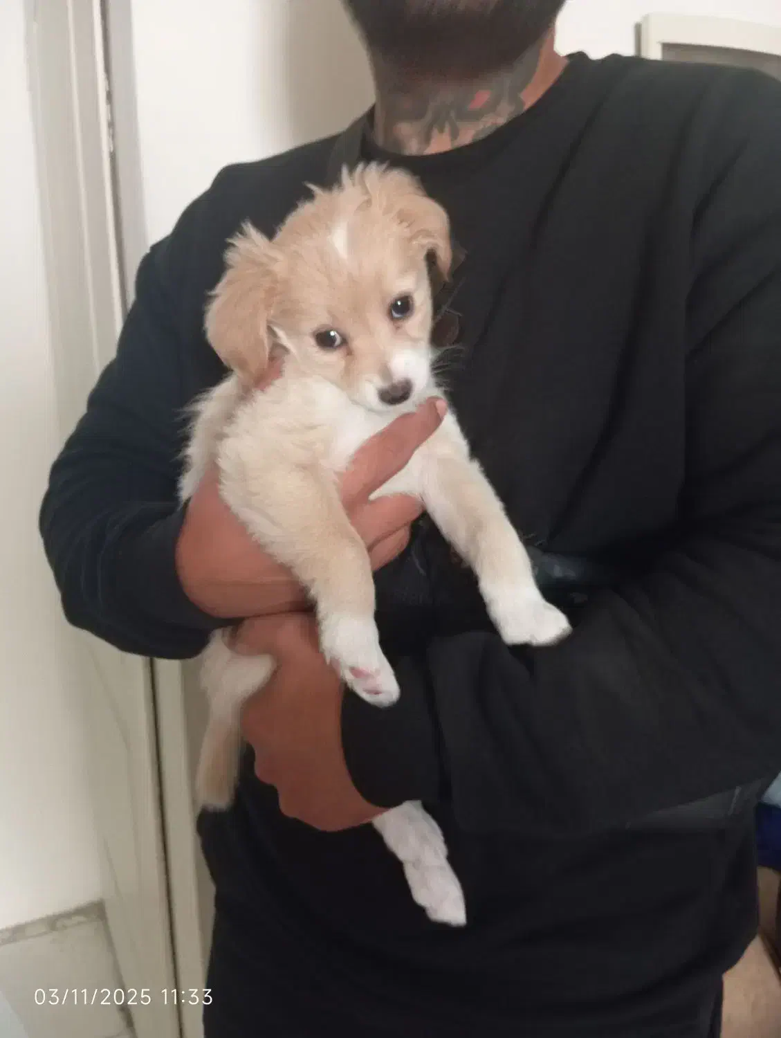 سگ کوچک|سگ|اسلامشهر, شهرک سعیدیه|دیوار