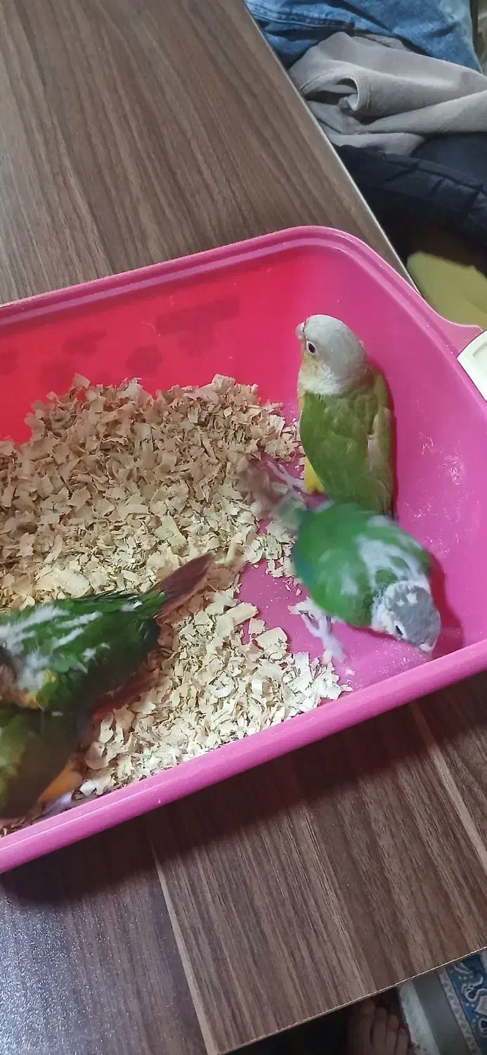 جوجه سرلاکی گرینچیک|پرنده|رباط‌کریم, رباط‌کریم|دیوار