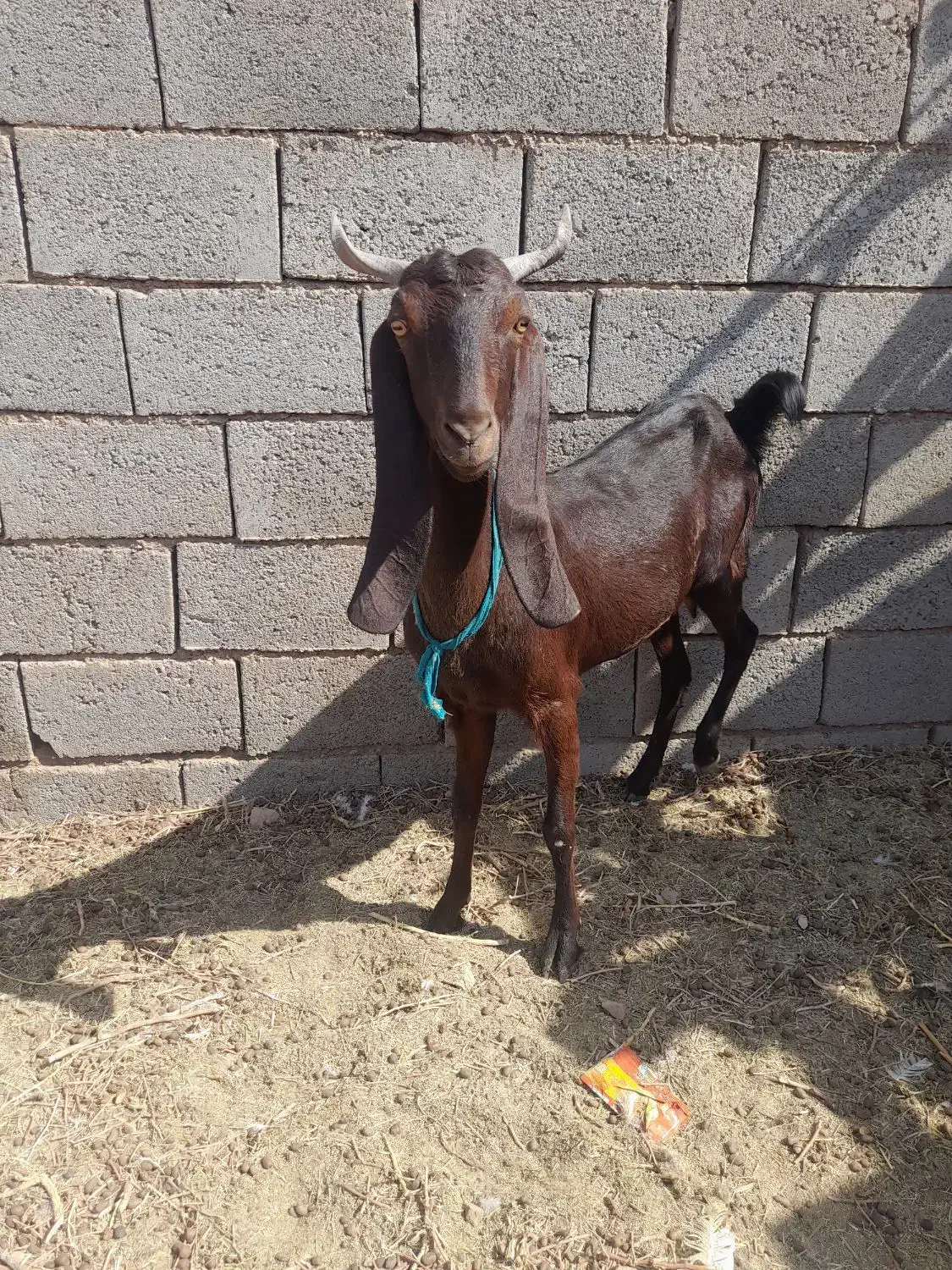 یک عددبز|حیوانات مزرعه|بردسکن, |دیوار