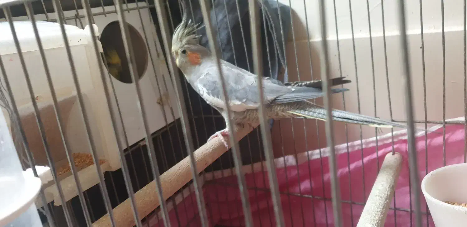 عروس هلندی جفت مولد|پرنده|اصفهان, شیخ اشراق|دیوار