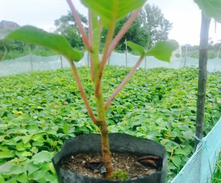 نهالستان کیوی درجه یک|گل و گیاه طبیعی|حویق, |دیوار