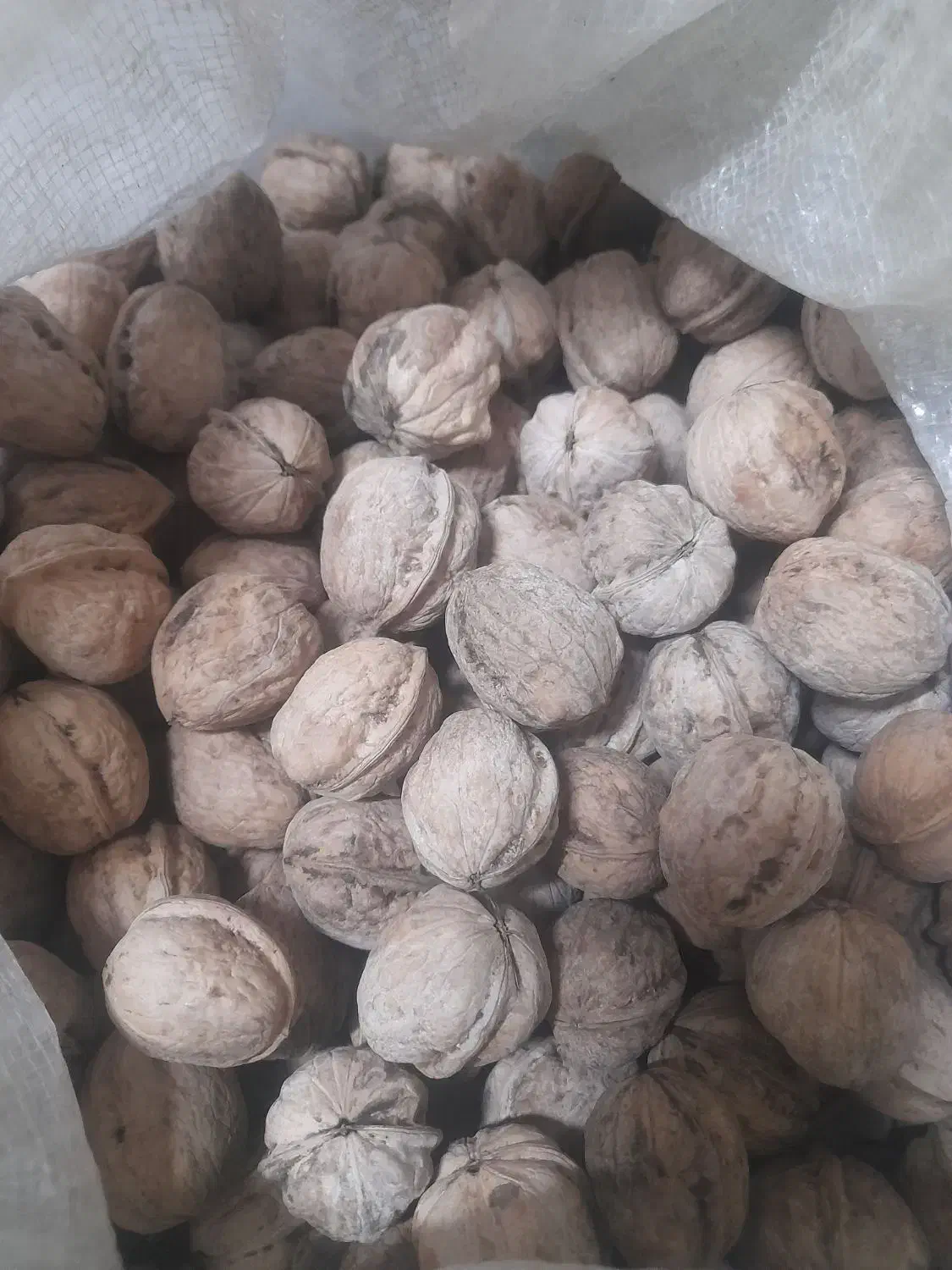 گردو|خوردنی و آشامیدنی|اصفهان, بوزان|دیوار