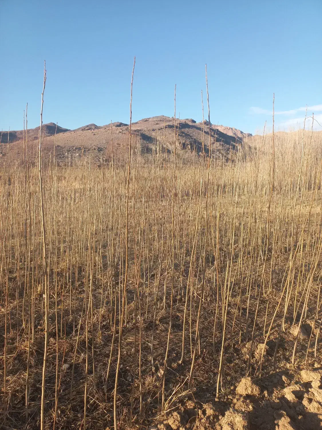 جواهر|جواهرات|مشگین شهر, |دیوار