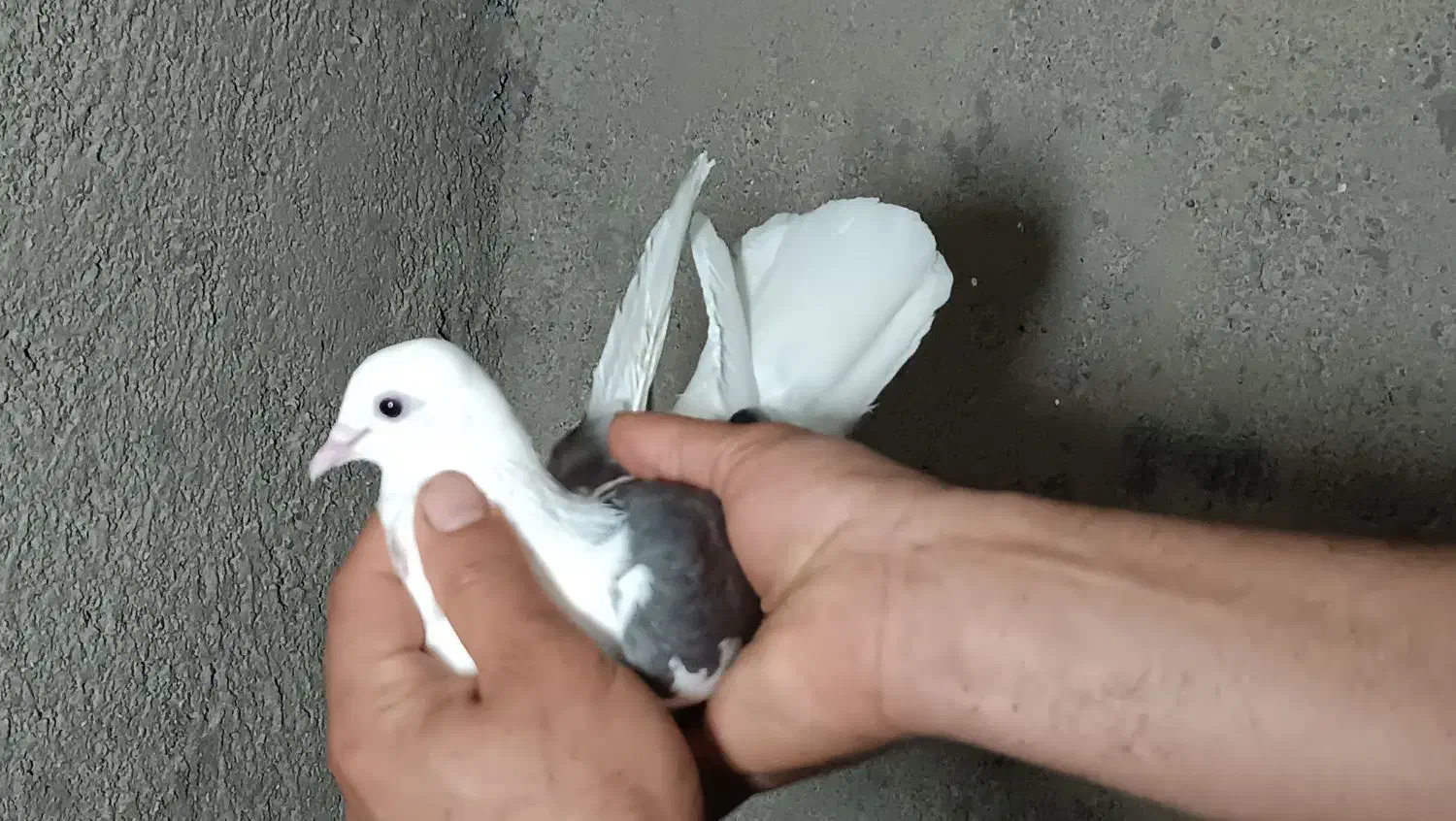 یک‌جفت‌کفتر‌پرشی‌|پرنده|قم, نیروگاه|دیوار