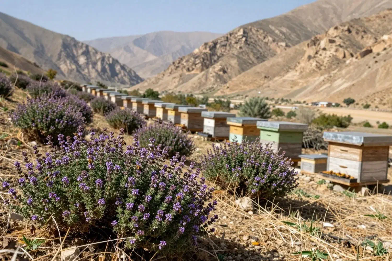 عسل گون|خوردنی و آشامیدنی|تهران, جابری|دیوار