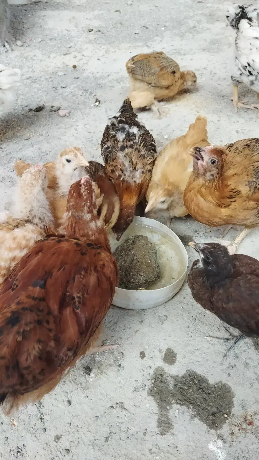 جوجه پاپر و محلی|حیوانات مزرعه|بهشهر, |دیوار