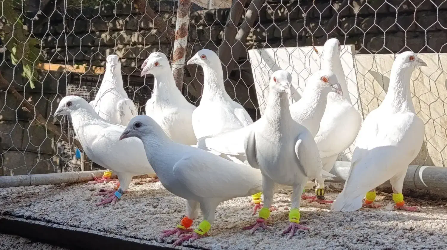 کبوتر عالی|پرنده|ملک‌آباد, |دیوار