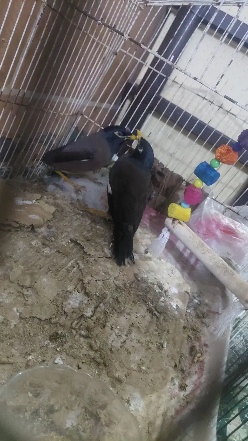 مینا دو ماهه|پرنده|سراوان, |دیوار