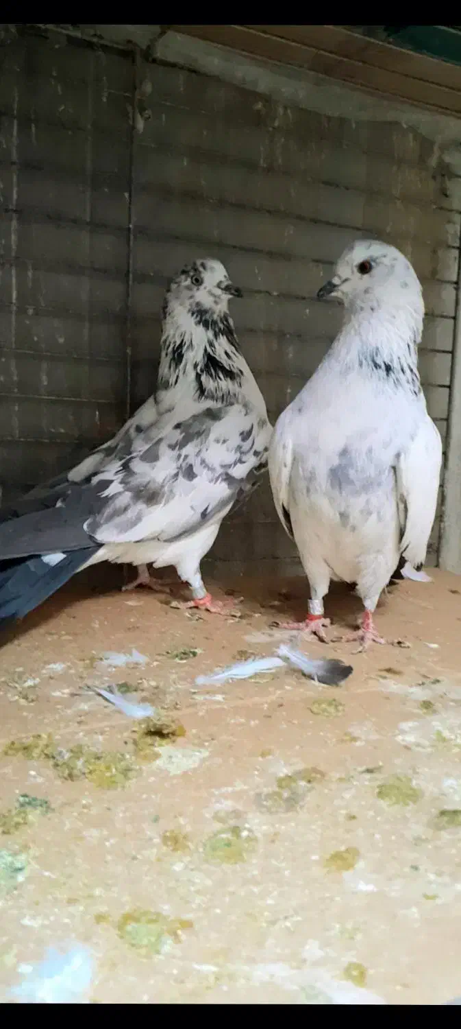 کبوتردونسته پرش سنگین به شرط باضمانت تضمین صددرصد|پرنده|ری, شهید بهشتی|دیوار