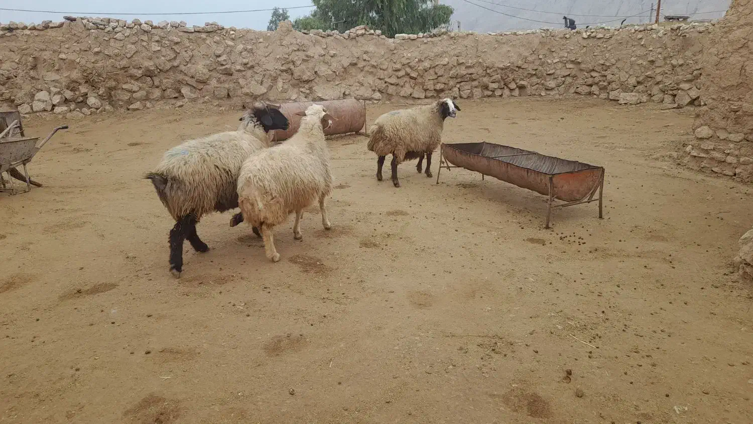 میش چاق داشتی لری|حیوانات مزرعه|پلدختر, |دیوار