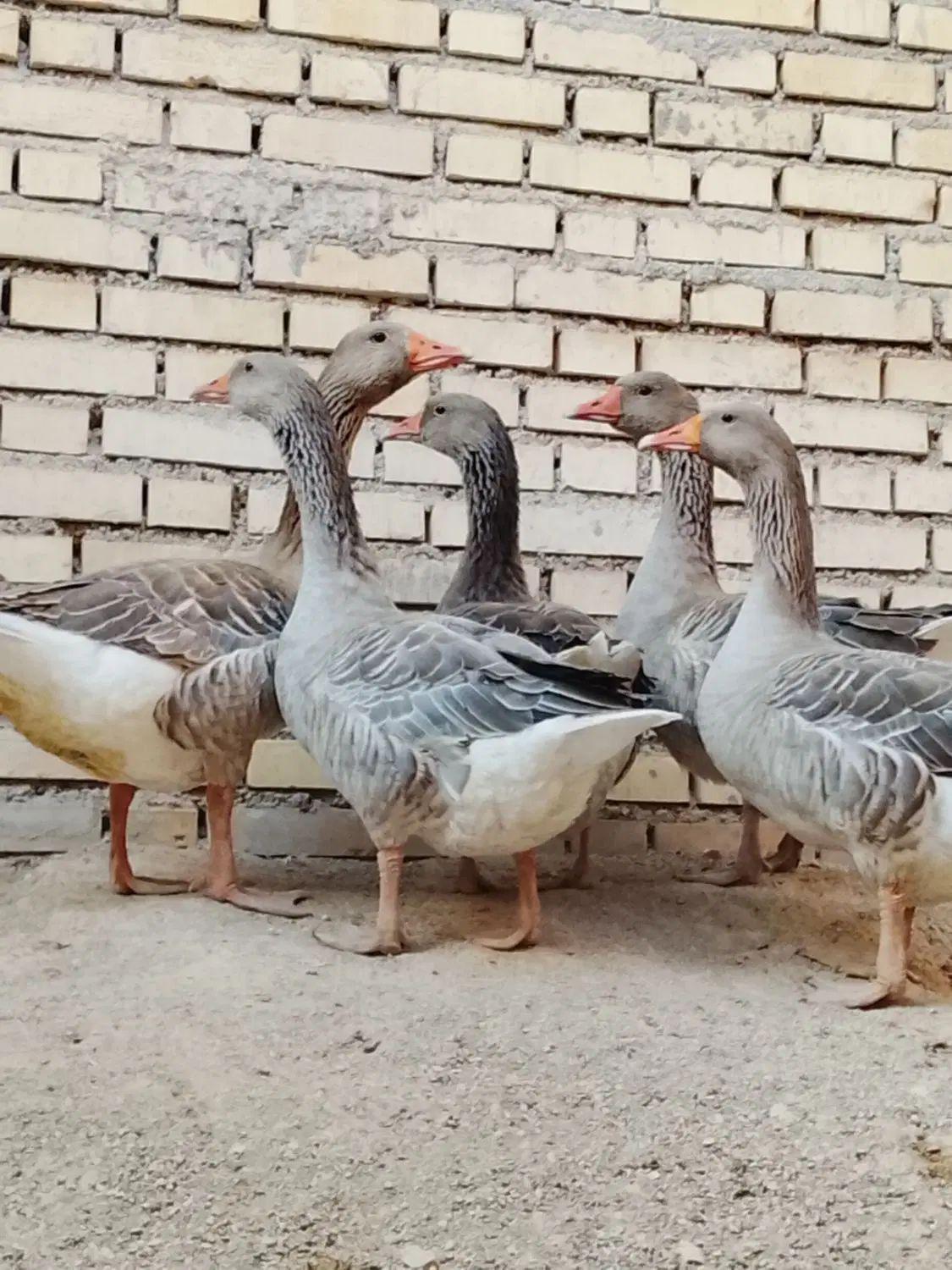 غاز|حیوانات مزرعه|شادگان, |دیوار