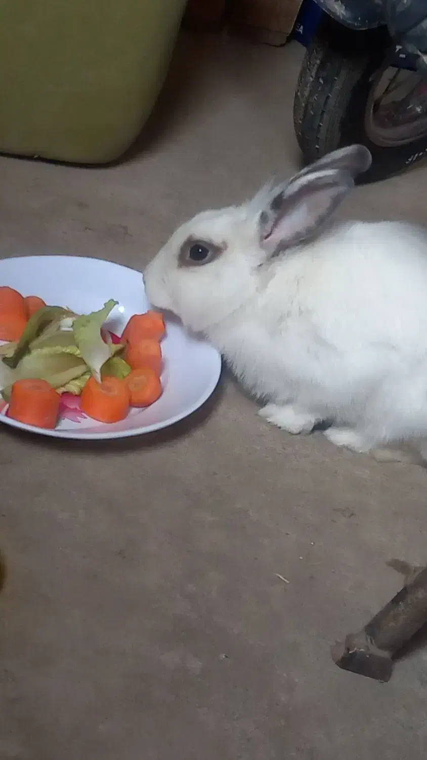 خرگوش خونگی|موش و خرگوش|نوده انقلاب, |دیوار