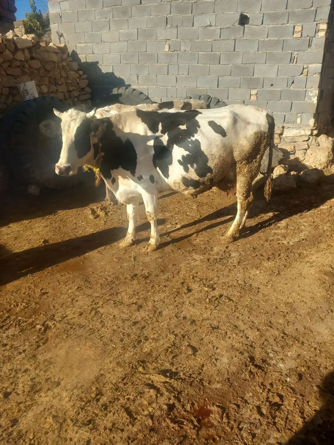 گاو|حیوانات مزرعه|بجنورد, |دیوار