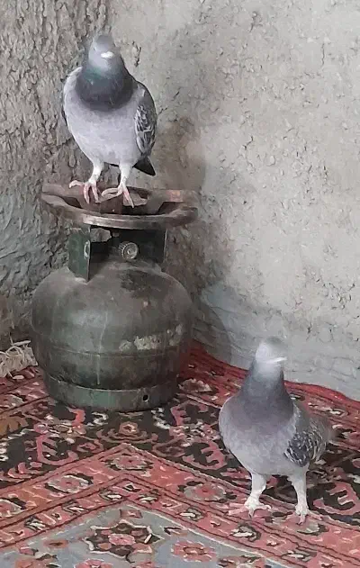 کبوتر مگس|پرنده|هامون, |دیوار