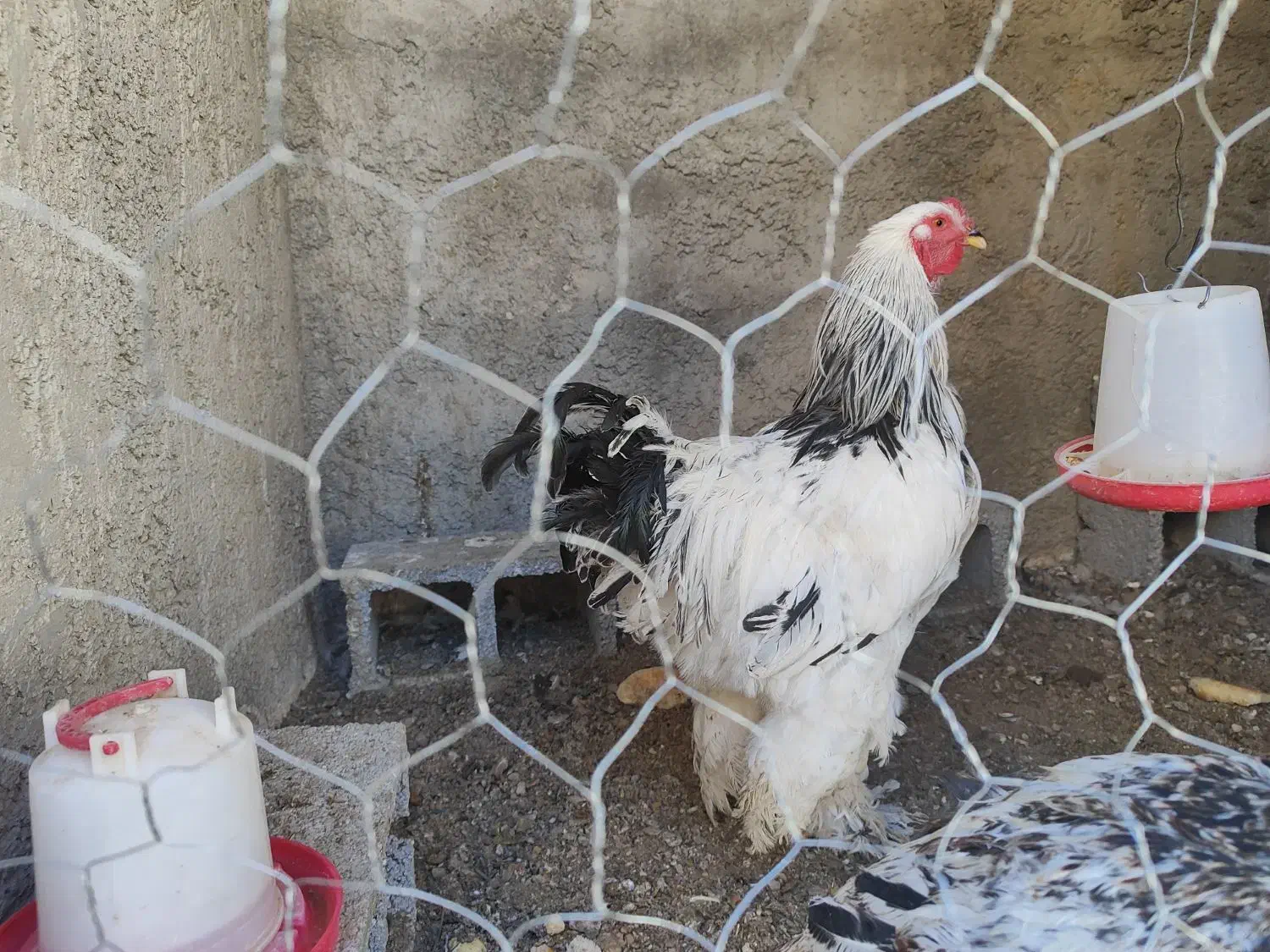 خروس برهما|حیوانات مزرعه|سیدان, |دیوار