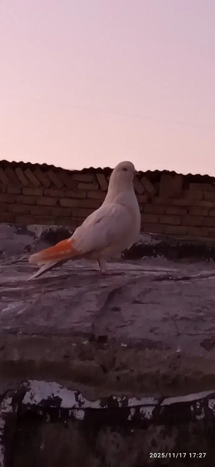 کبوتر|پرنده|بروجرد, |دیوار