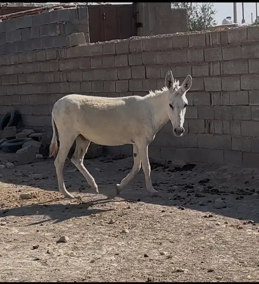 خر الاغ|حیوانات مزرعه|شیراز, شهرک سعدی|دیوار