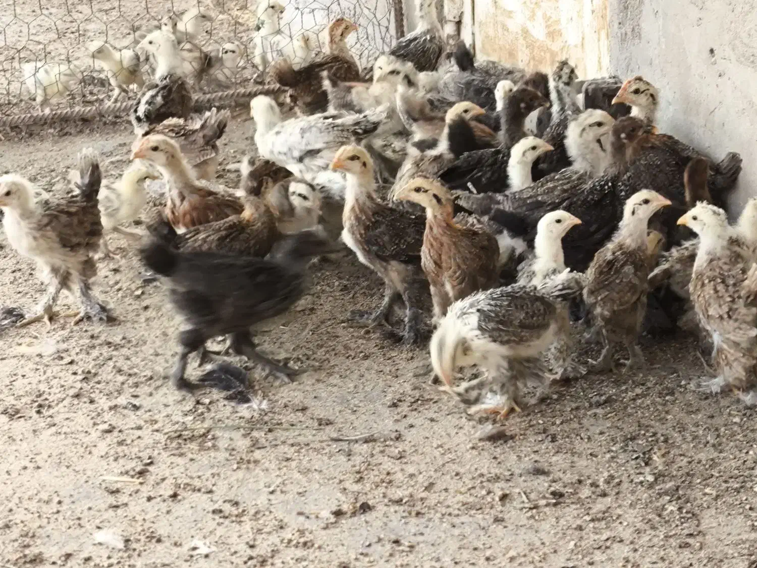 جوجه دیلگونی 50 روزه|حیوانات مزرعه|بهبهان, |دیوار