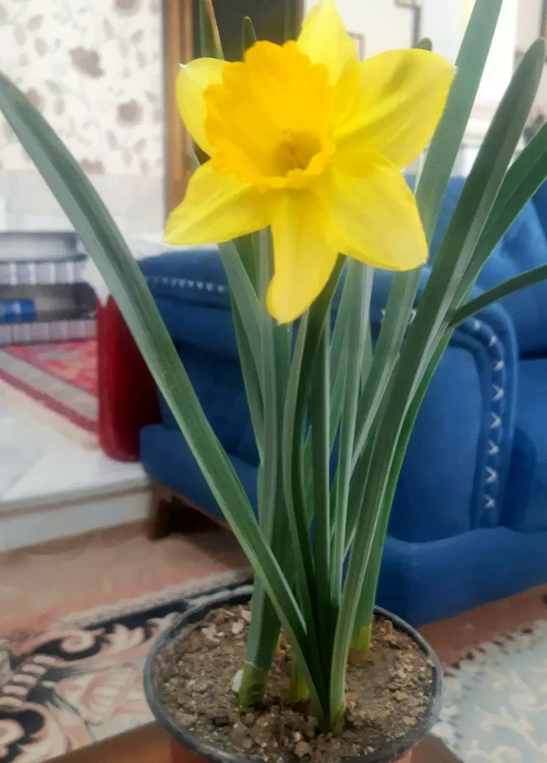 پیاز گل سنبل و نرگس هلندی|گل و گیاه طبیعی|کاشمر, |دیوار