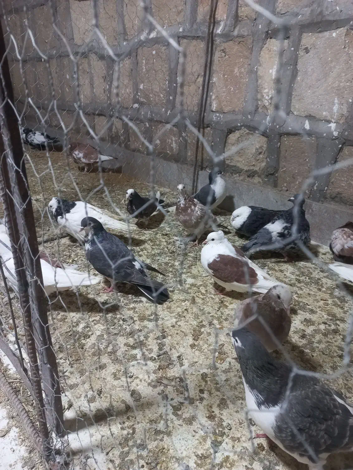 کبوتر ارزون|پرنده|جوین, |دیوار