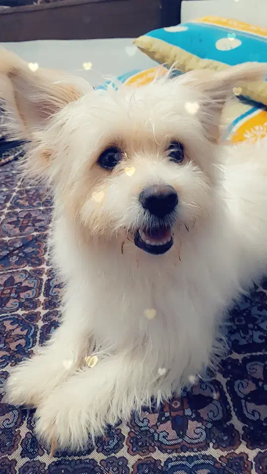 حیوان|سگ|جوادآباد, |دیوار