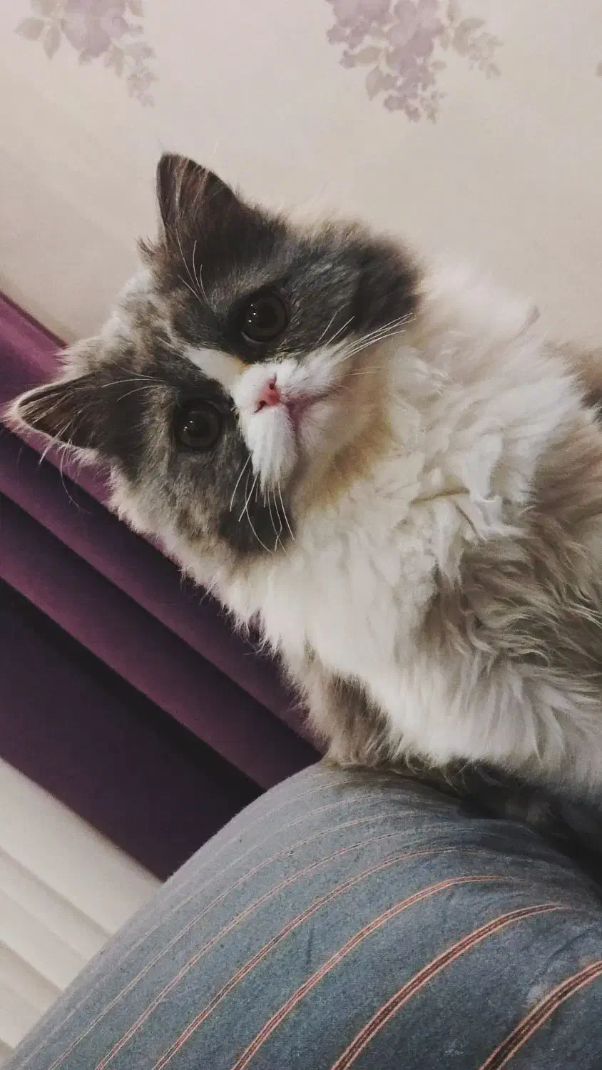 گربه ی بریتیش|گربه|رشت, گلزاران|دیوار