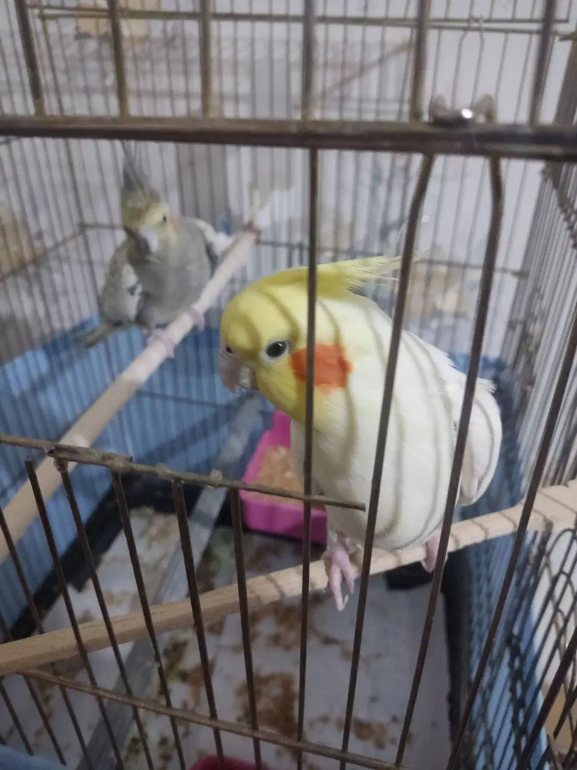 جفت عروس هلندی|پرنده|سهند, |دیوار