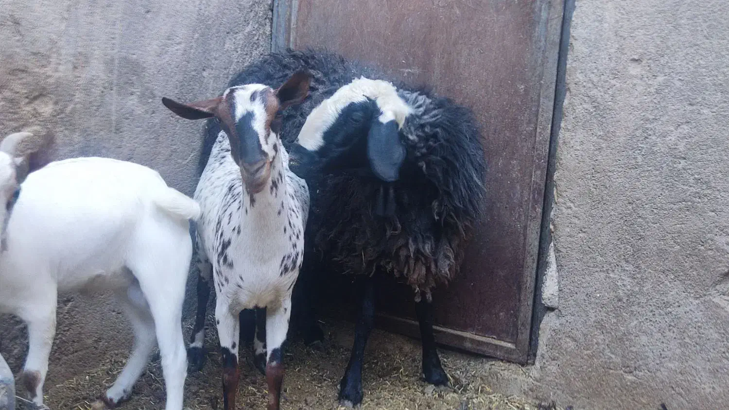 میش جوان مهریز|حیوانات مزرعه|مهریز, |دیوار