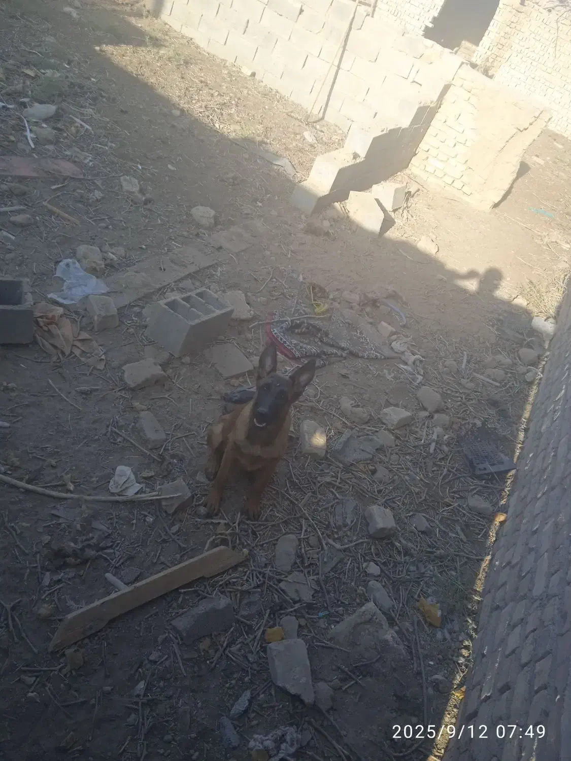 توله مالنیوز ماده 8ماه|سگ|خلیل آباد, |دیوار