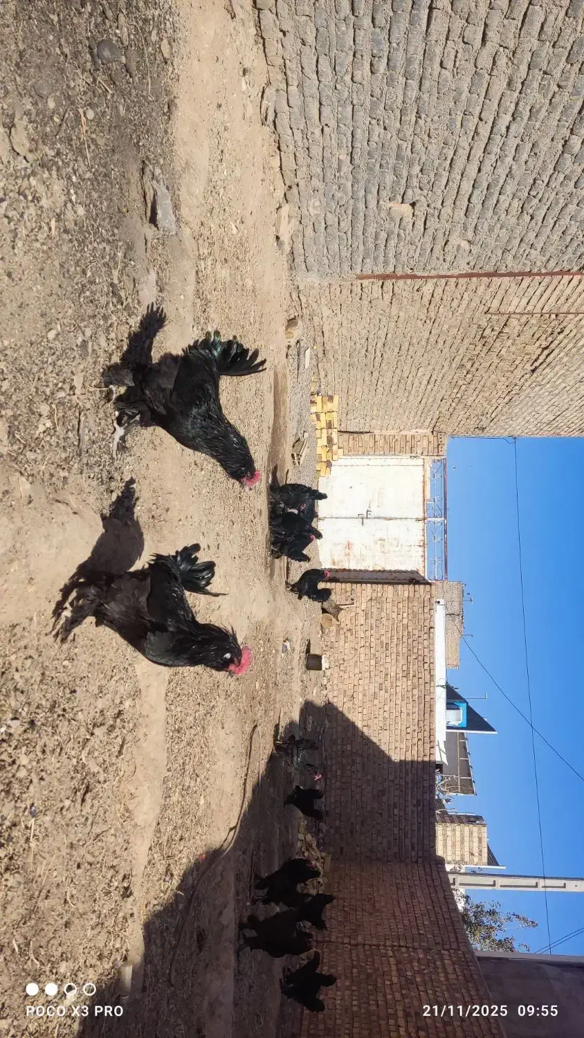 خروس جوان مرندی اصل وباکیفیت|حیوانات مزرعه|تایباد, |دیوار