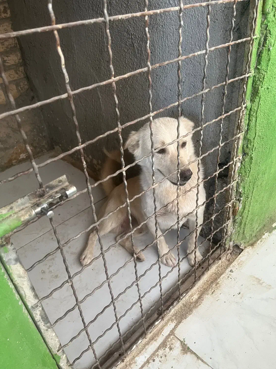 واگذاری سگ اپارتمانی|سگ|مشهد, آزادشهر|دیوار