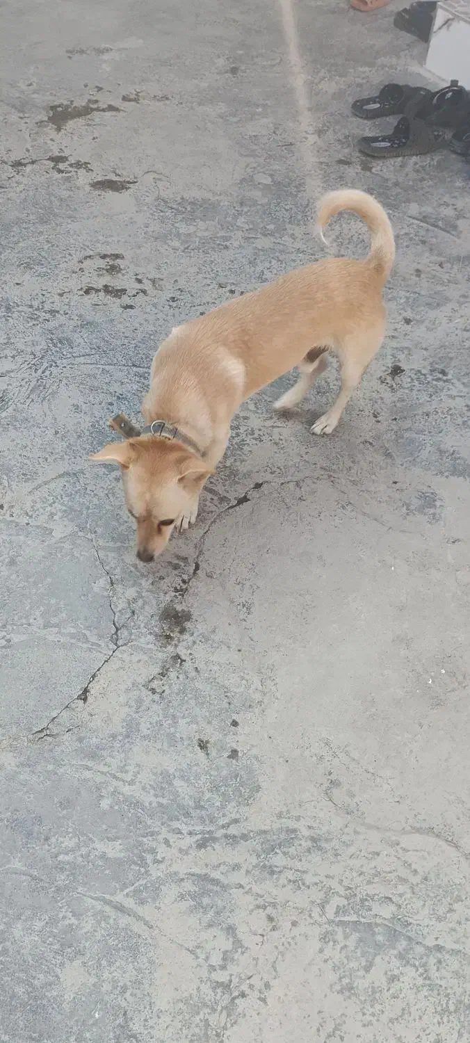 سگ پاکوتاه نر|سگ|خان ببین, |دیوار