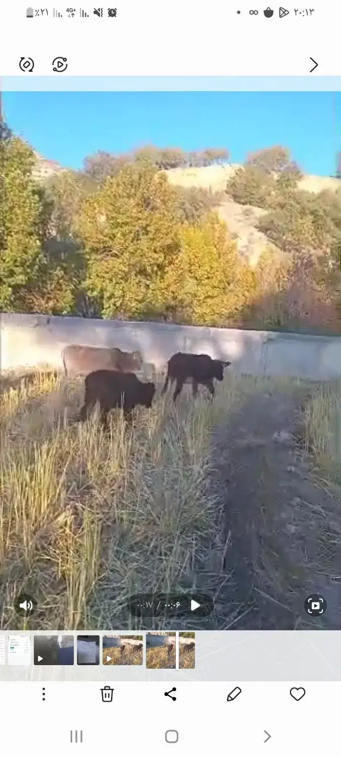 فروش ۷ راس گوساله|حیوانات مزرعه|لوداب, |دیوار