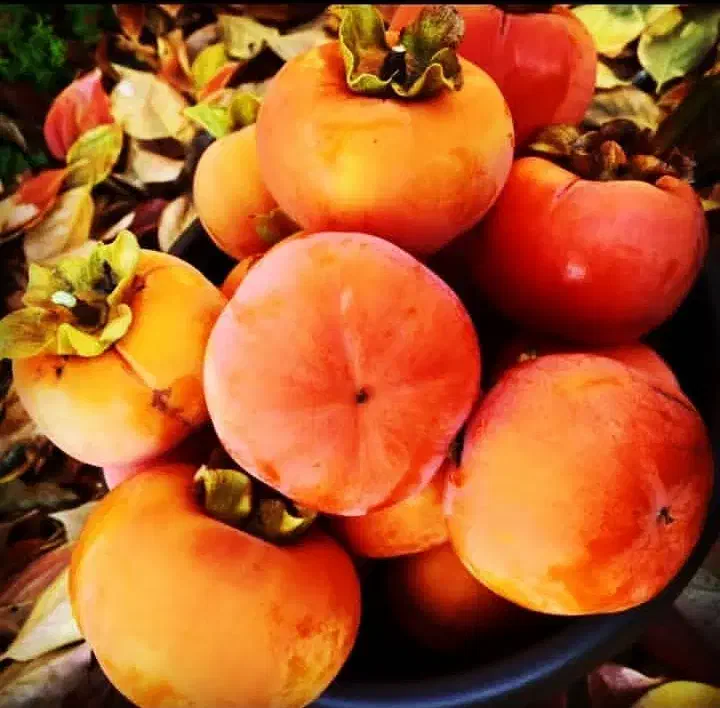 نهال خرمالو سیبی|گل و گیاه طبیعی|تبریز, |دیوار