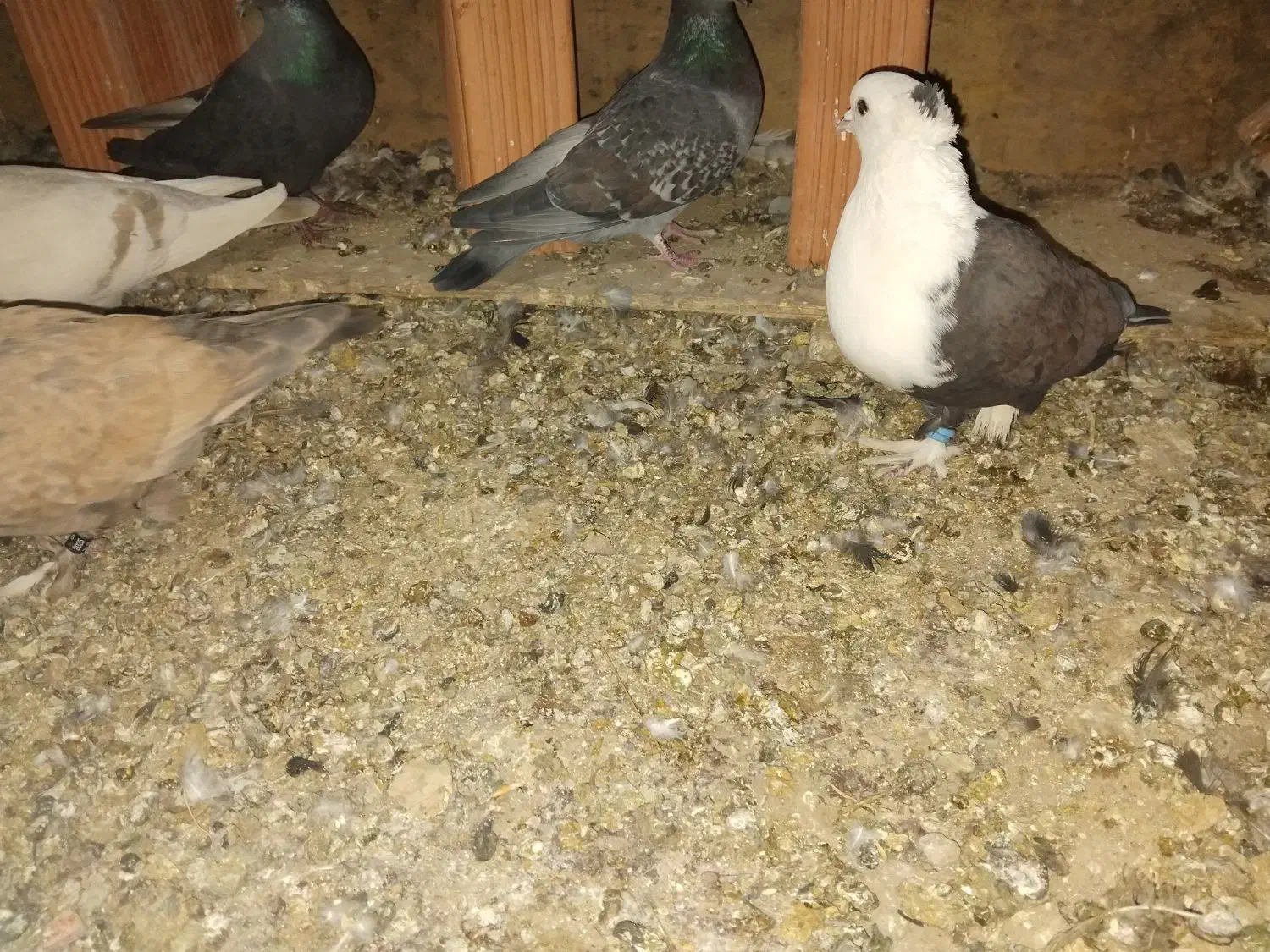 جفت کربلایی|پرنده|کرمان, |دیوار