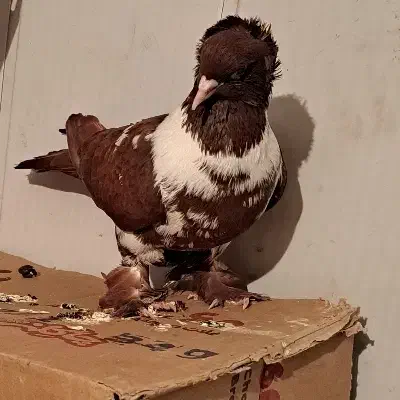 ککیلی نر|پرنده|اردبیل, |دیوار