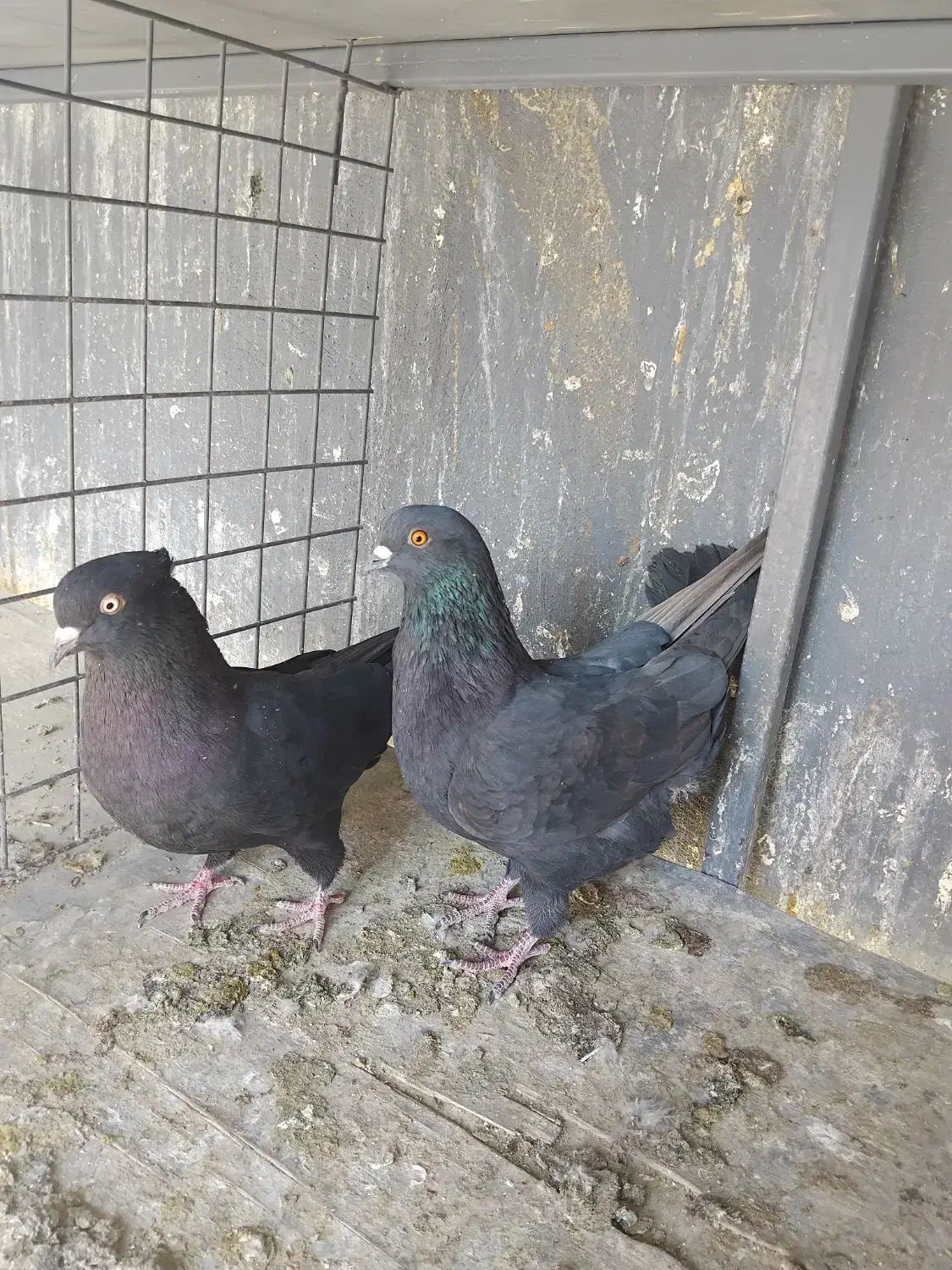 کبوتر ابادانی|پرنده|محمدشهر, جعفرآباد|دیوار