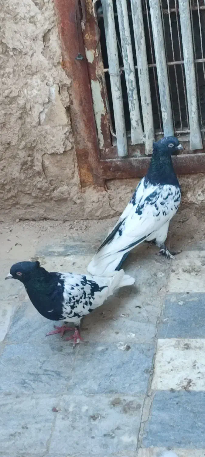 کل سیاه|پرنده|قم, شهر قائم|دیوار