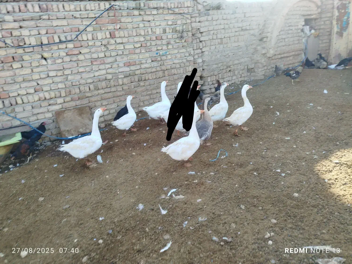 تعداد ۱۴ عدد غو غاز ودورور۲۰ تا مرغ وخروس محلی|حیوانات مزرعه|تاکستان, |دیوار