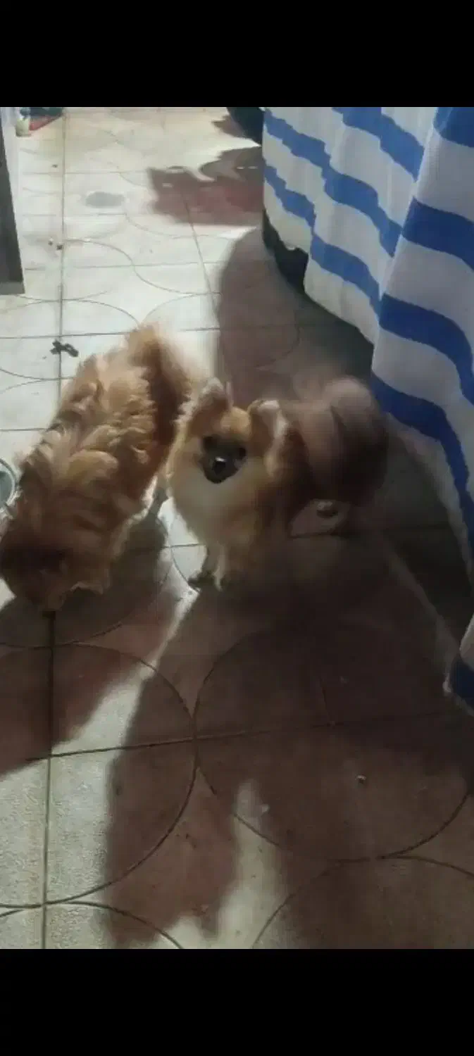 سگ پامر روباهی اصل|سگ|آبپخش, |دیوار