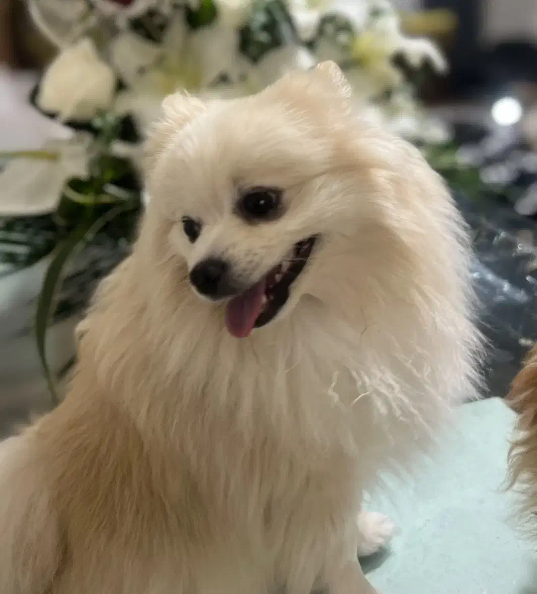 یک عدد سگ نر پامرین|سگ|کرج, عظیمیه|دیوار