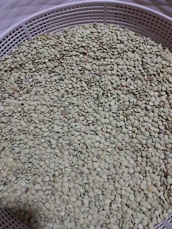 عدس|خوردنی و آشامیدنی|سیروان, |دیوار