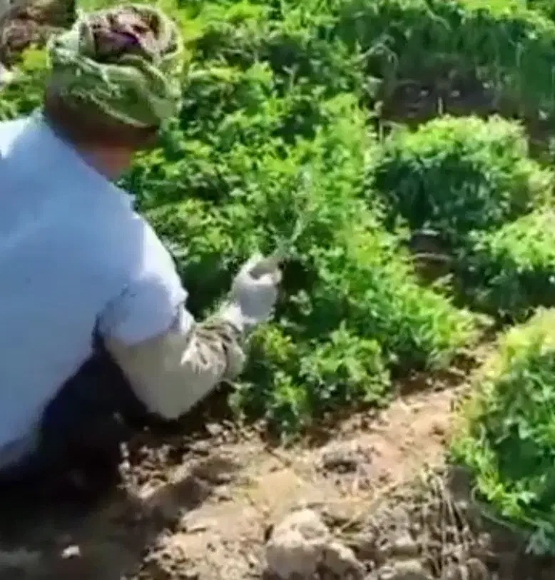 سبزی خشک درجه یک|خوردنی و آشامیدنی|قم, بلوار امین و ساحلی|دیوار